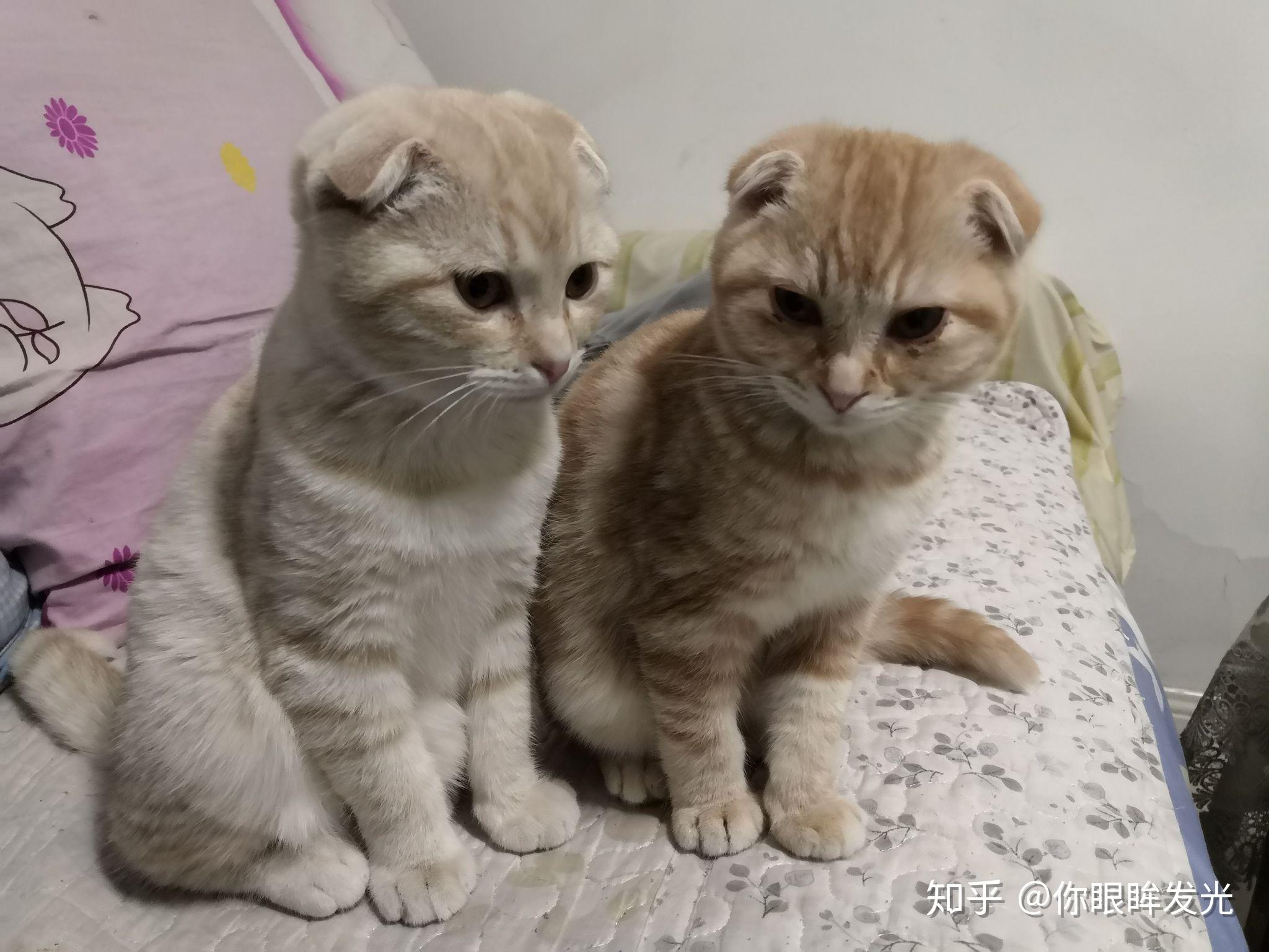 中华田园猫与美国短毛猫杂交长什么样