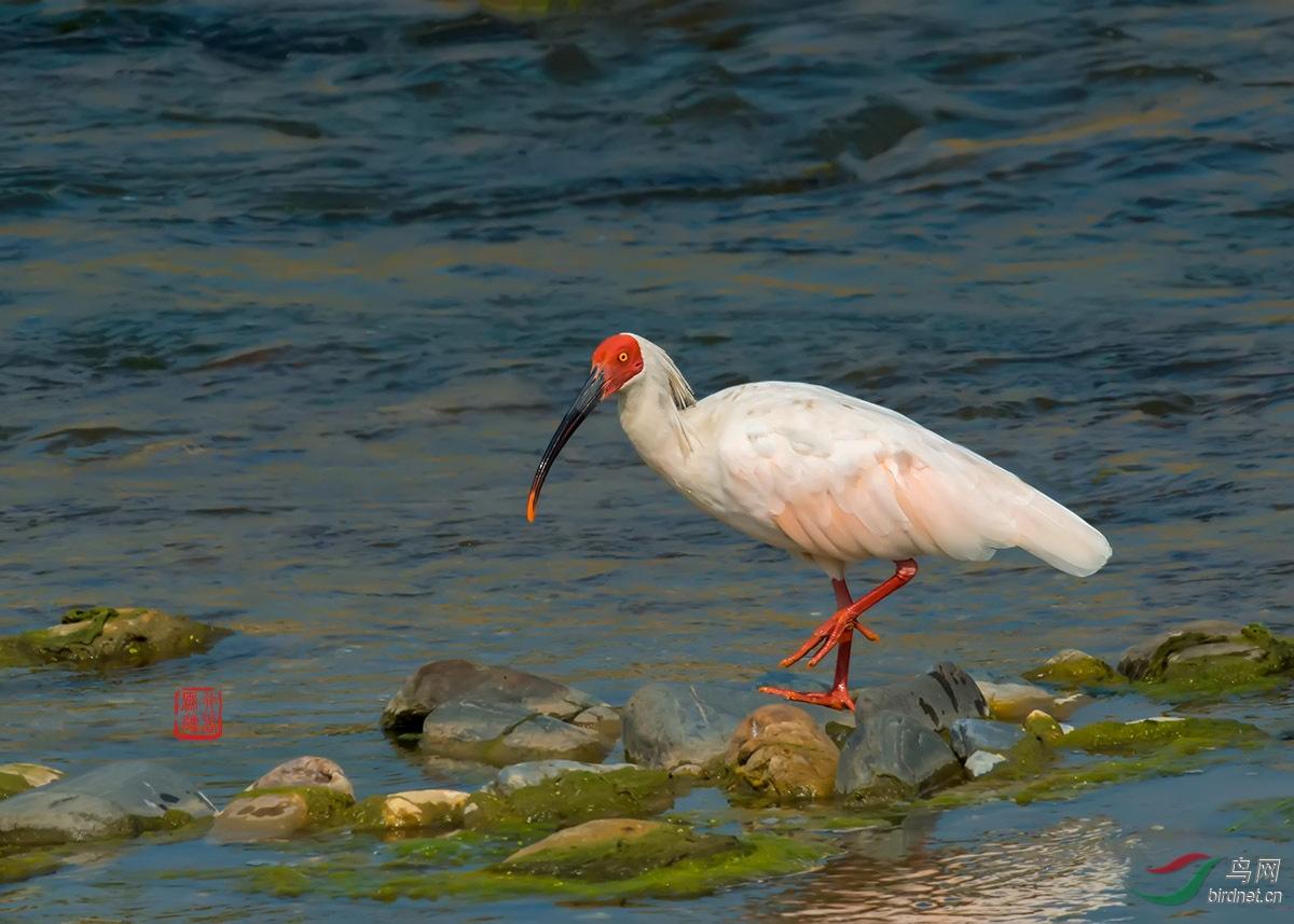 朱鹮冷知识你所不知道的几种鹮