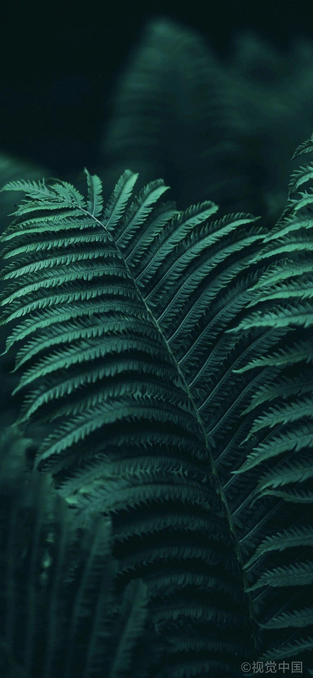 有没有小米10的挖孔屏壁纸呀