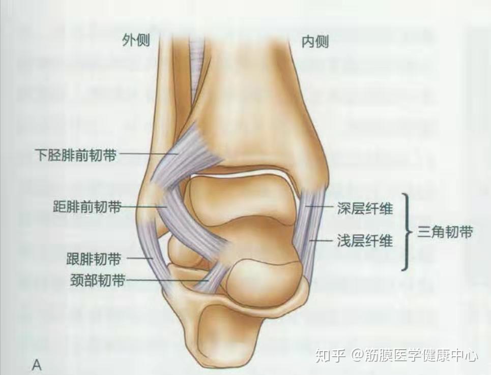 脚踝扭伤外踝扭伤肿大为什么内踝疼