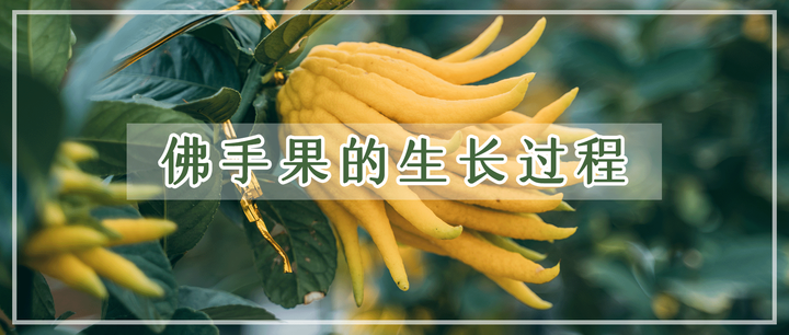 科普小课堂 | 佛手果的生长过程 - 知乎