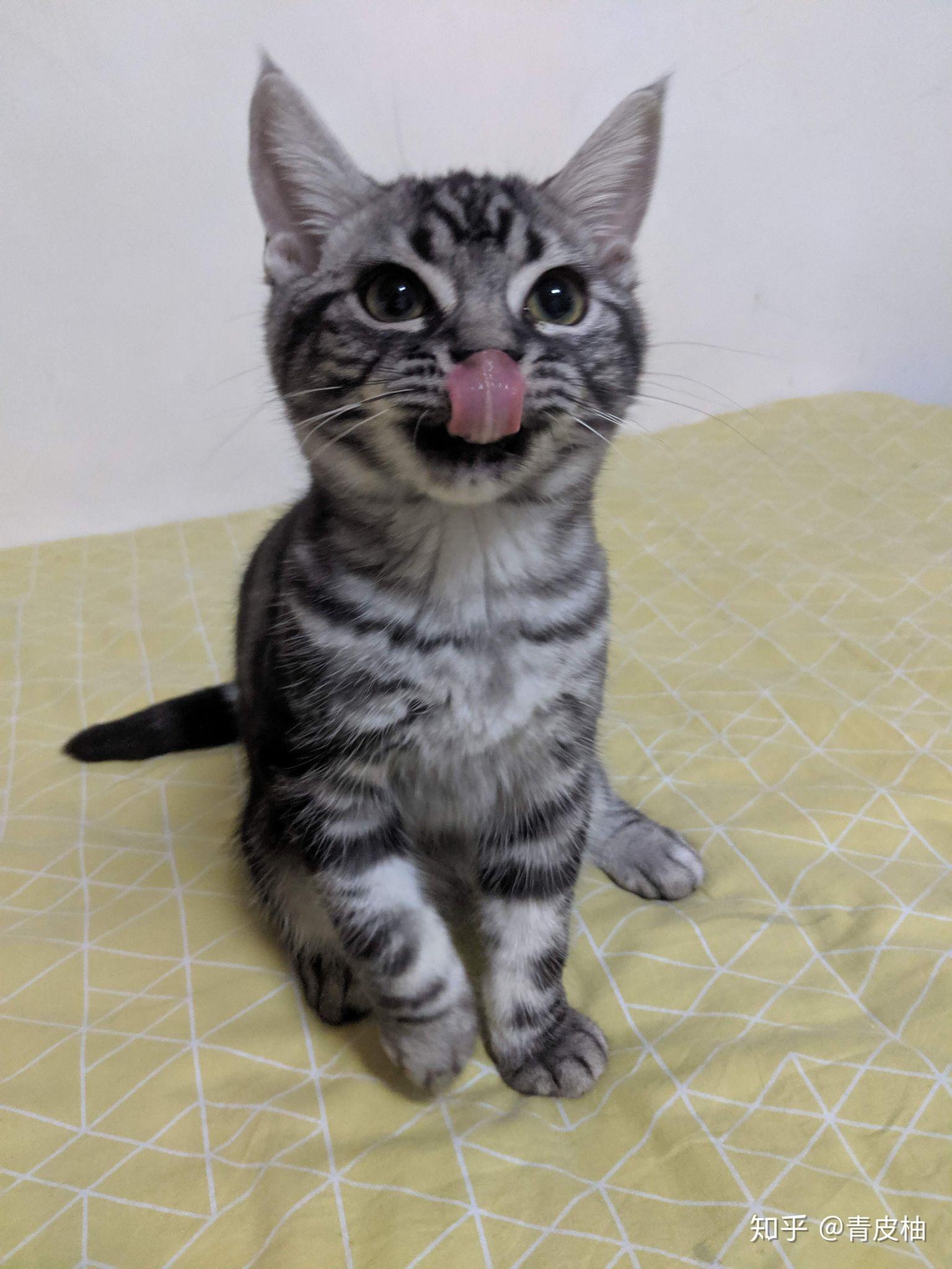 猫和狗哪个好养