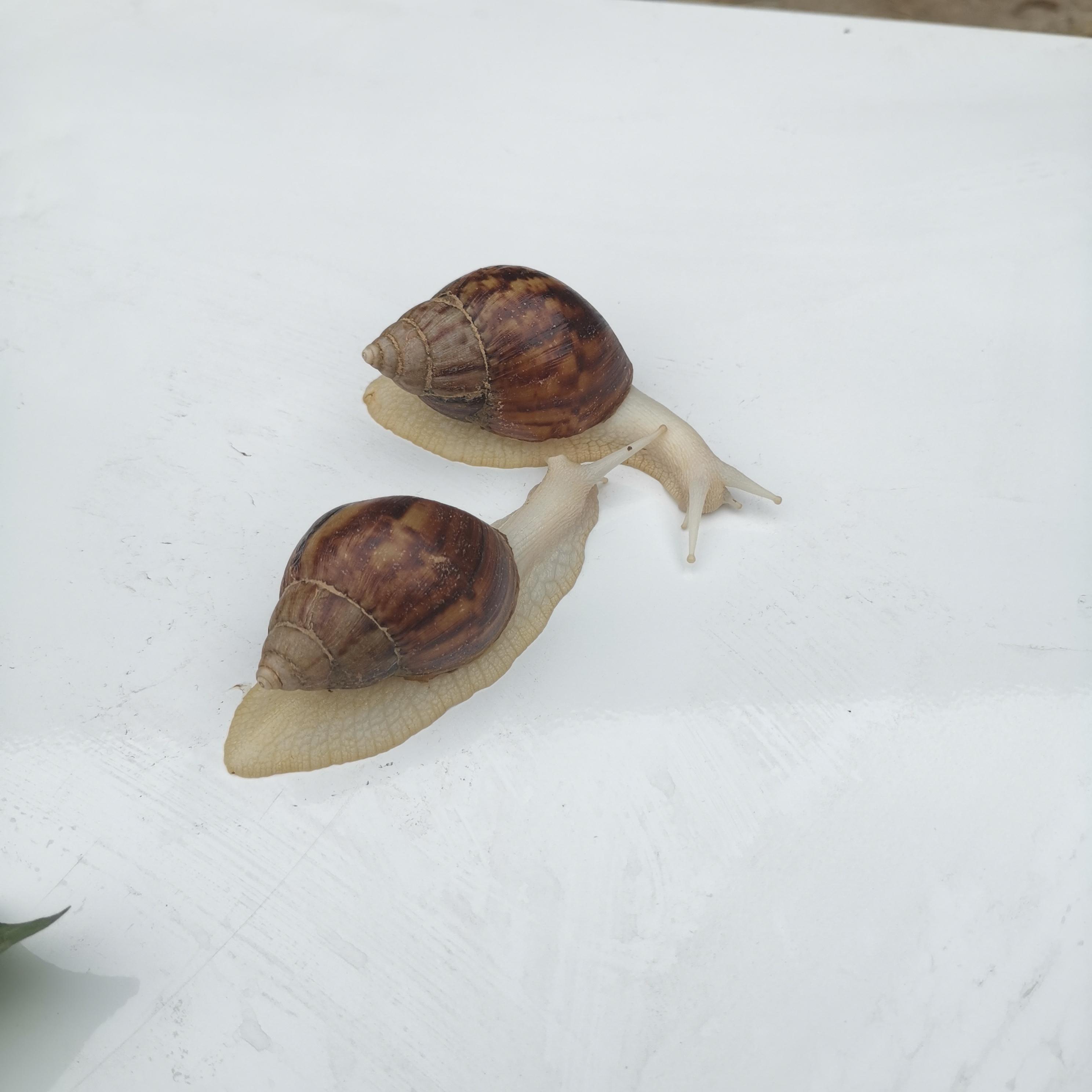 白玉蜗牛 - 希尔斯布莱德
