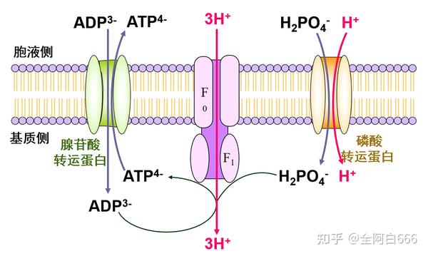 三磷酸腺苷ATP - 知乎