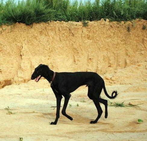 这39种中国“土狗”，其实都是超酷的品种犬！ - 知乎