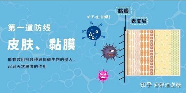 了解免疫力的前世今生 快速重构免疫系统 知乎