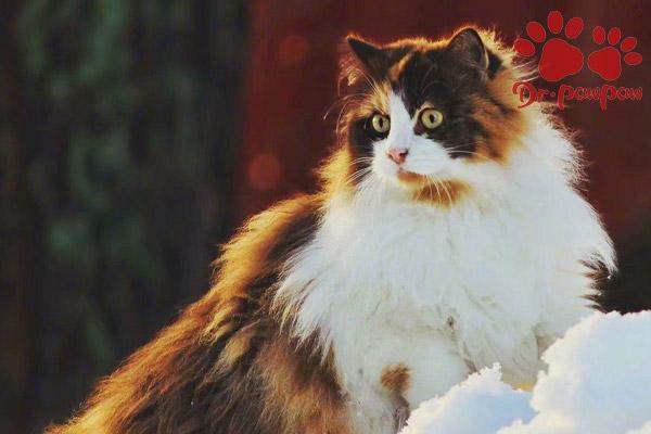 v2-e65035099fa522438d02c102f11cd187_1440w.jpg?source=172ae18b