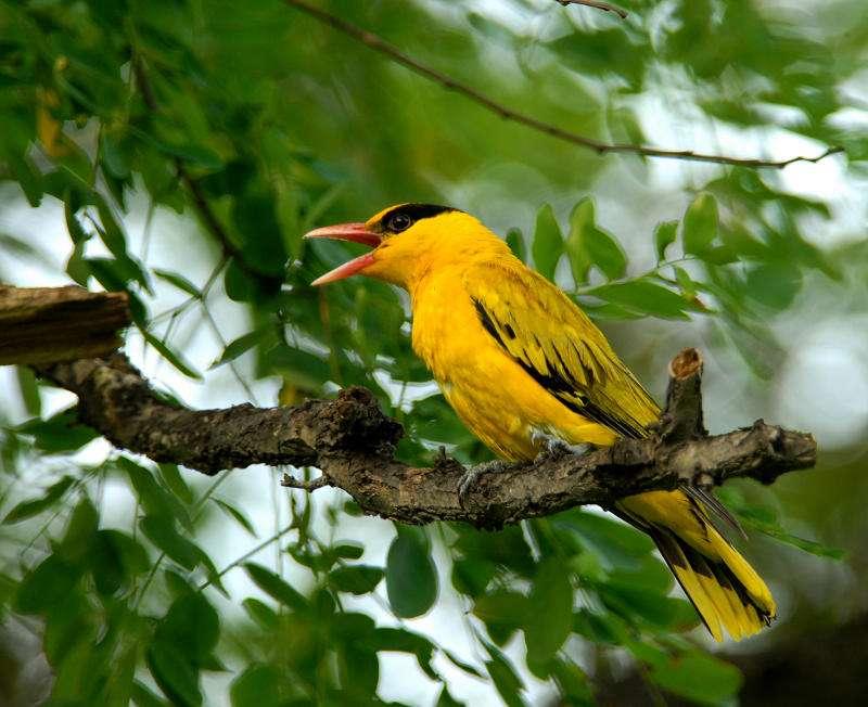 鸣禽包括鸣翠柳的黄鹂,百啭千声的画眉,爱学舌的八哥,余音绕梁的百灵