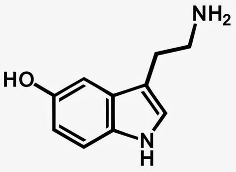 血清素 - 知乎