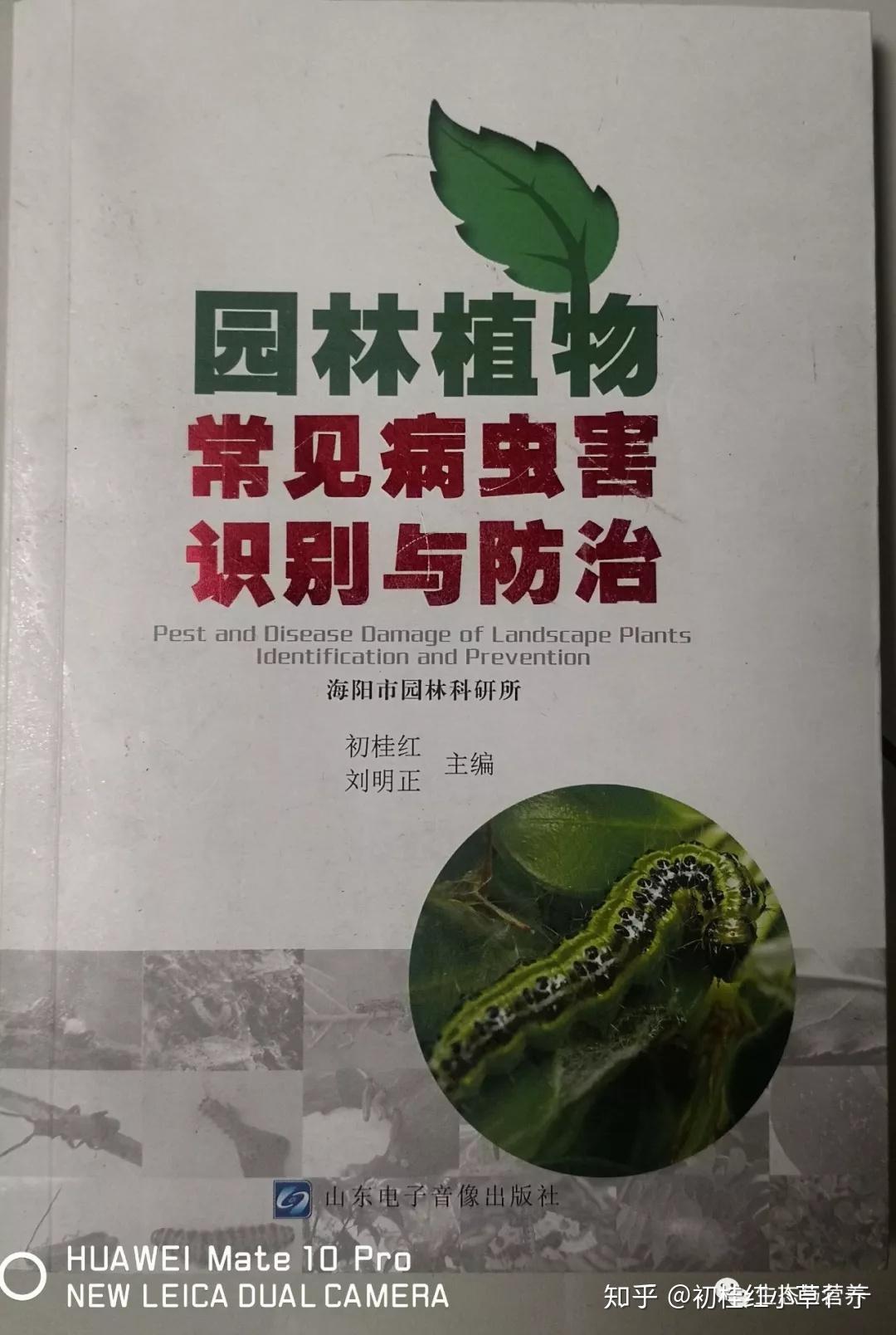 病虫识别与防控黄杨绢野螟