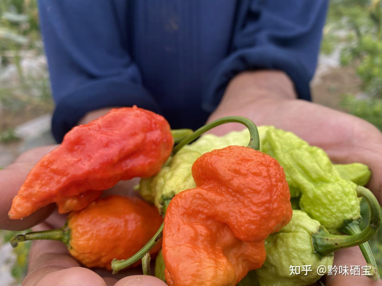 吃辣椒能养胃护肠好吸收，比肉强几倍，这些知识可能很多少人知道 - 哔哩哔哩