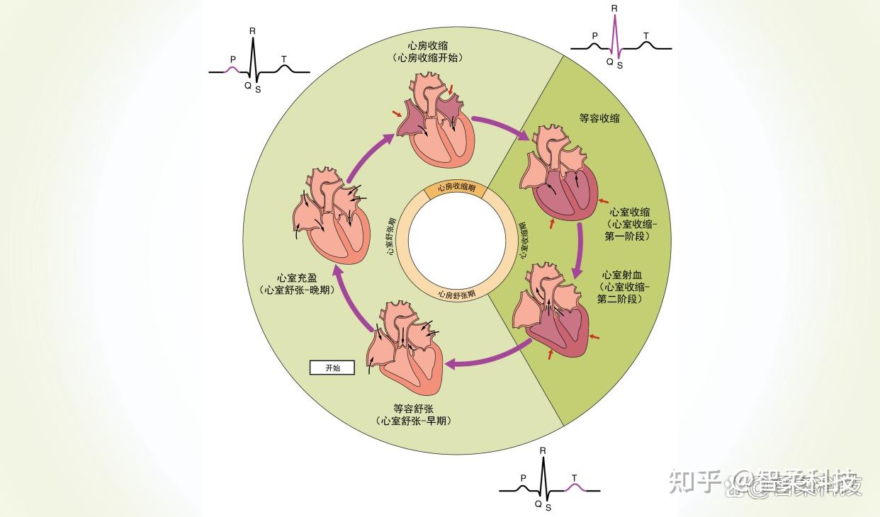 心电图(ecg)是利用心电图机从体表记录心脏每一心动周期所产生的电