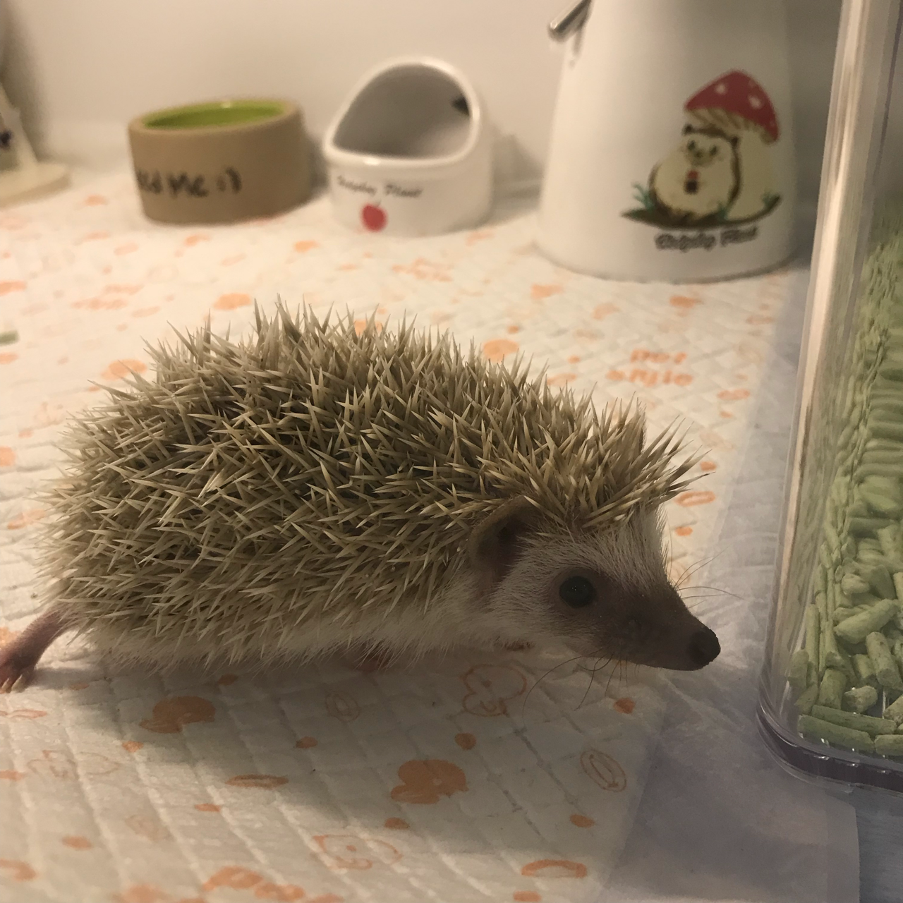 养刺猬初体验经历记