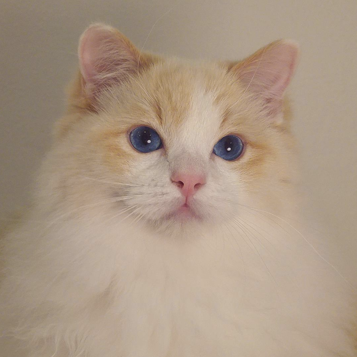 6日出生在芬兰的双鱼座小公举今晚的主人公meeo是琥珀(橘)色的布偶猫