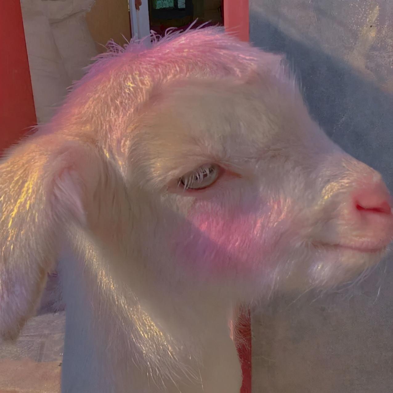 超可爱的小羊头像合集