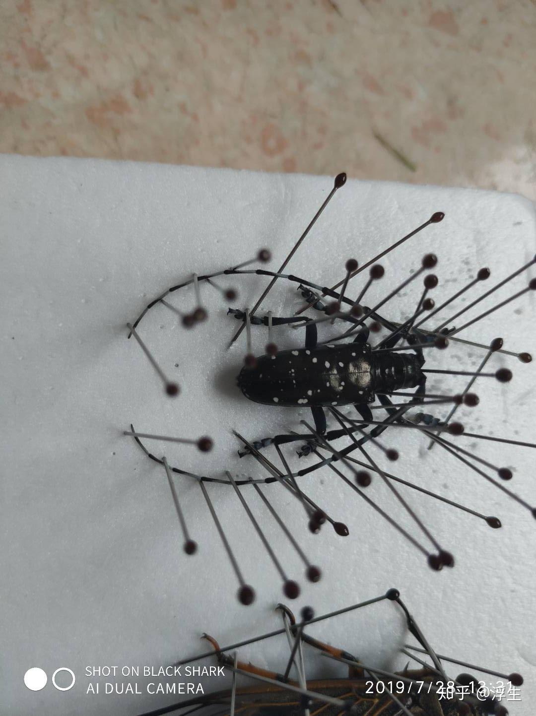 昆虫标本系列--星天牛