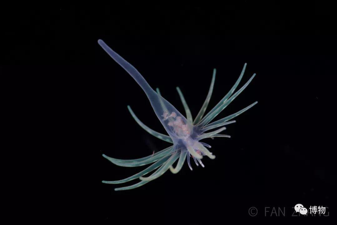 海葵幼体图片