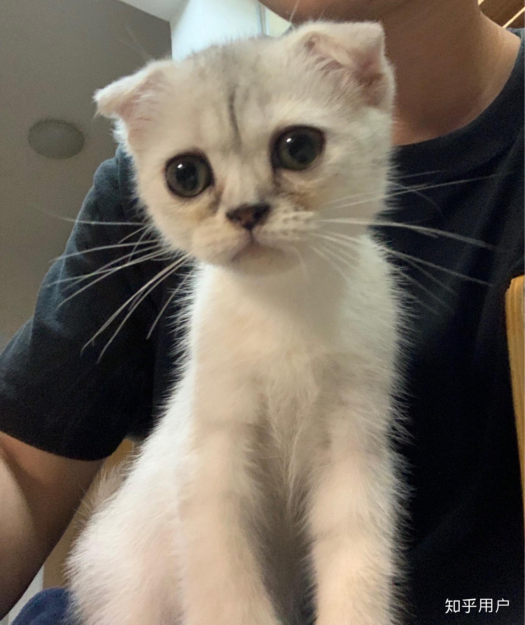 想让大家看一下是不是英短银渐层折耳猫