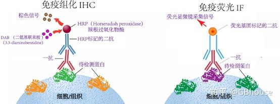 推文组织形态学免疫组化免疫荧光四部曲之--免疫荧光 - 知乎