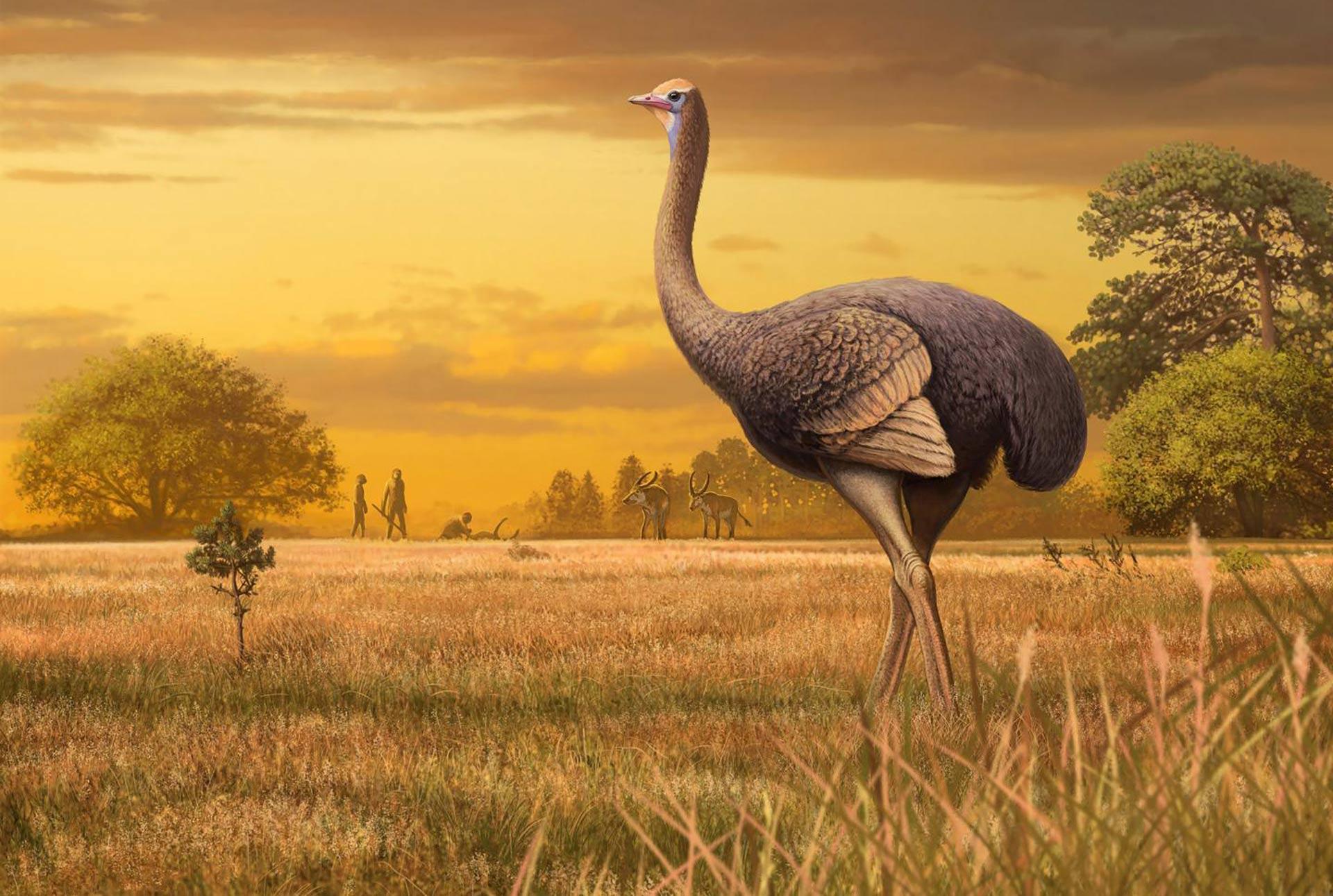 3.5米高！古生物学家发现北半球第一巨鸟！