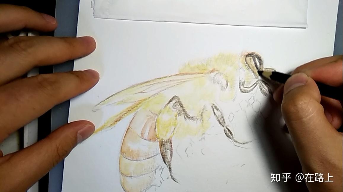 蜜蜂素描画彩色图片