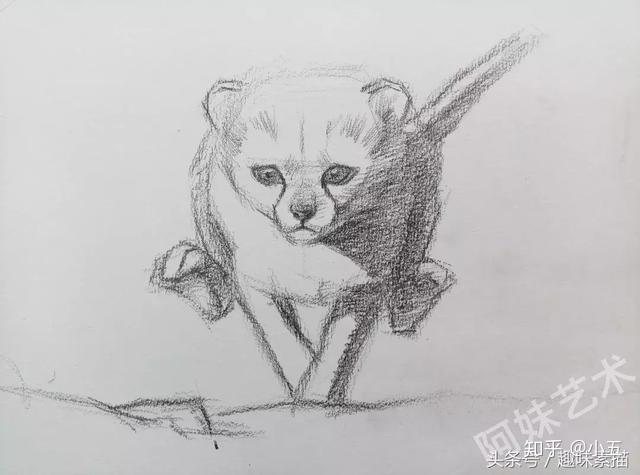 素描教程奔跑的小猎豹