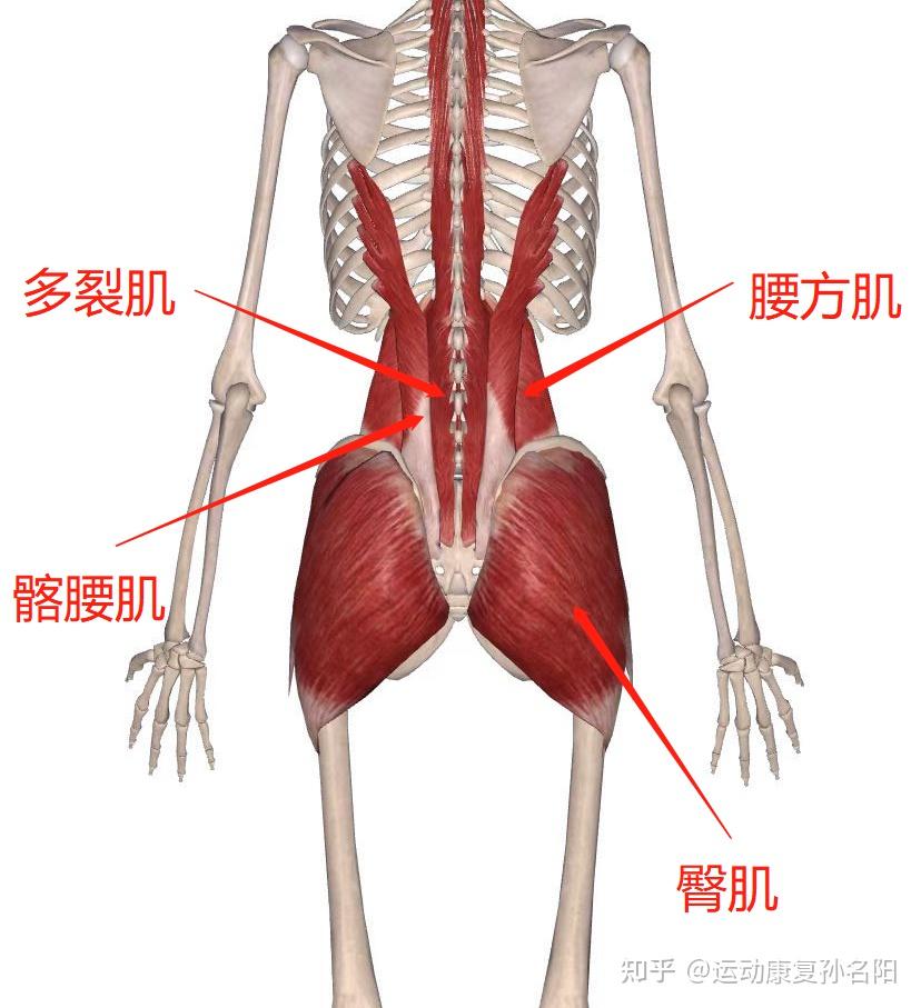 多裂肌的起止点图片