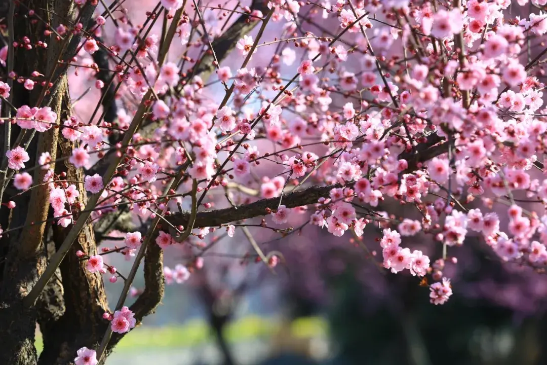 崇州市戚家湾看花图片