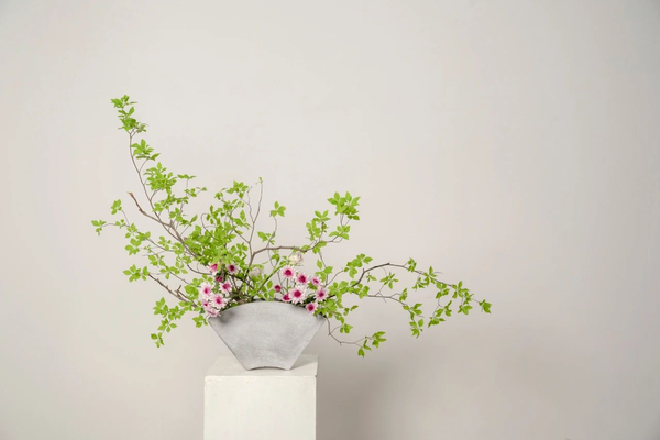 300万人 为何拜入草月门下 知乎