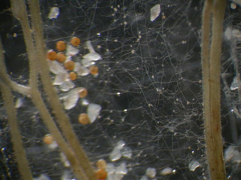 【地球生物全系列——真菌篇】真菌界—球囊菌门 - 知乎