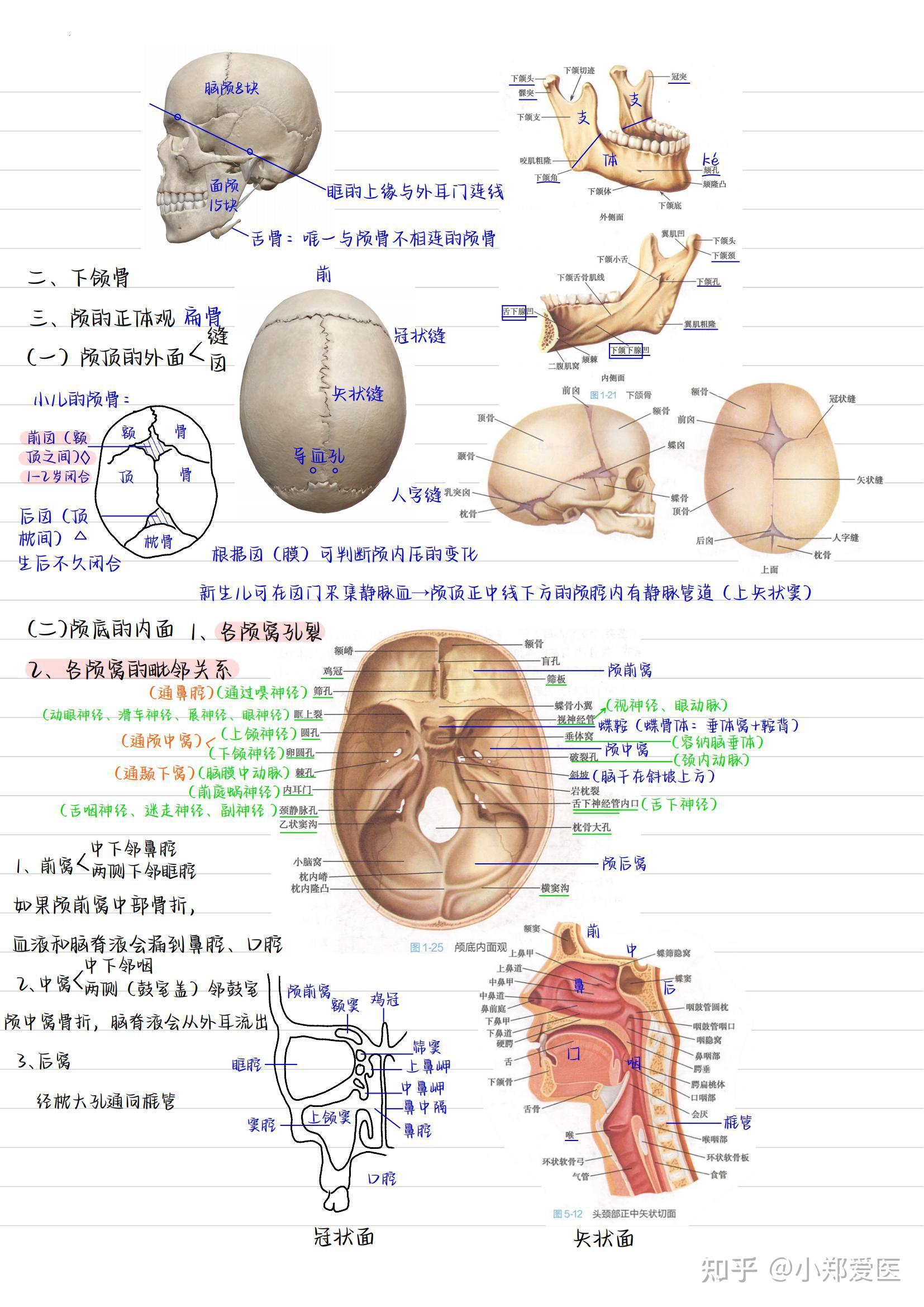 系统解剖学手写笔记全套收藏 知乎 