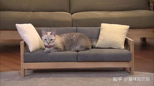 如何让猫咪使用猫抓板 怎样保护沙发 知乎