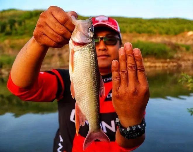 我们猜想在这个山东才会看到这么体型大的马口鱼吧",那么到底是怎么