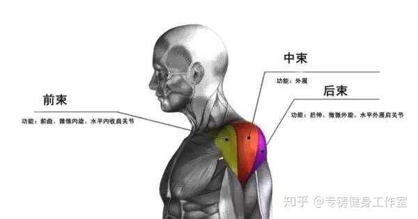 我们一般把三角肌分为前束,中束,后束!