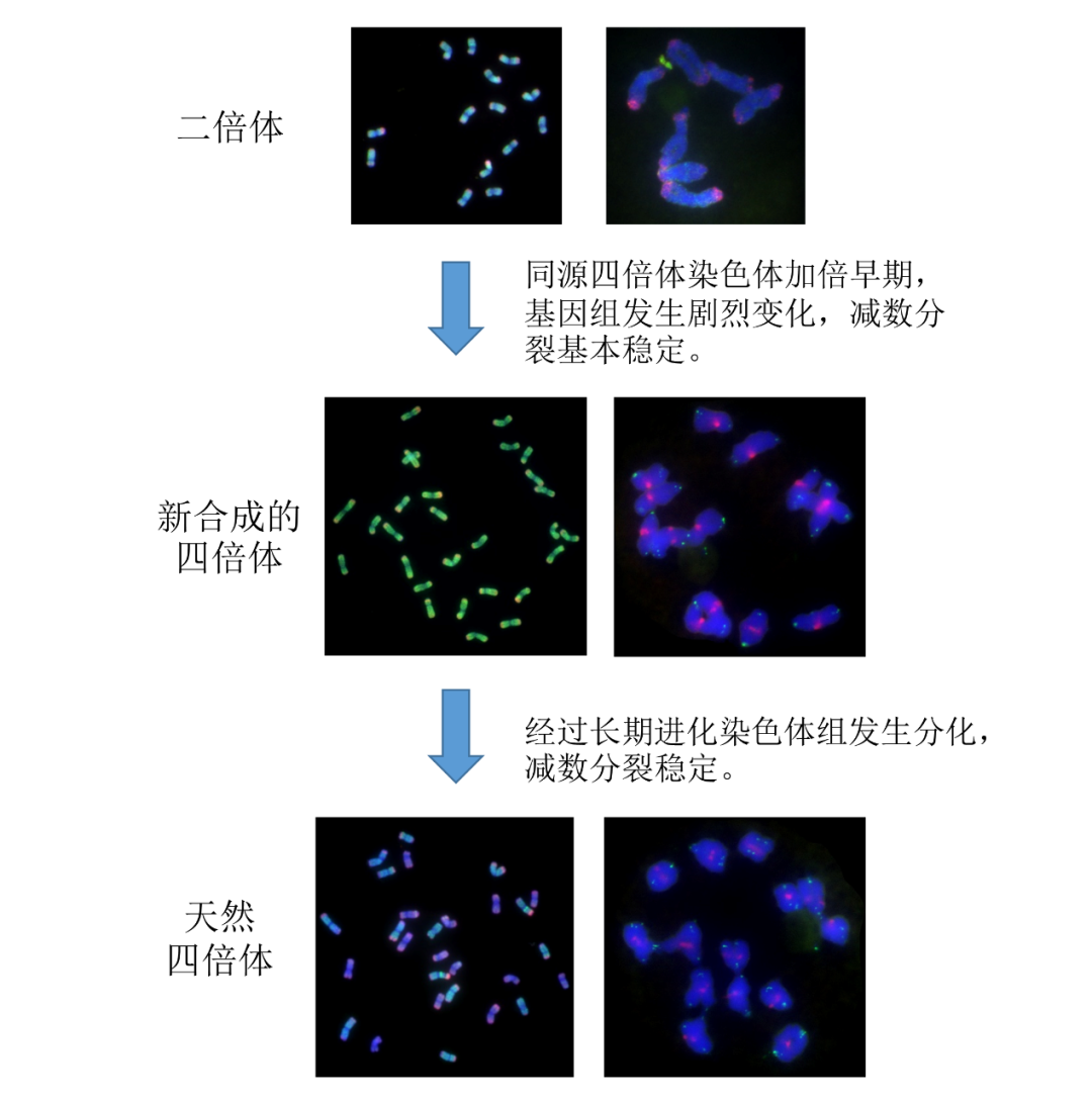 染色体论文（染色体的论文） 染色体论文（染色体的论文）《关于染色体的论文3500》 论文解析