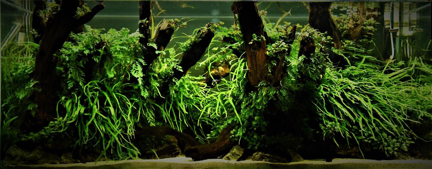 水草书籍推荐之 全新水草600种图鉴 知乎 水草书籍推荐之 全新水草600种图鉴 知乎