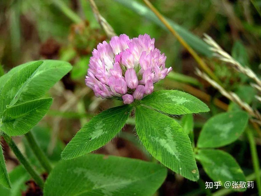 生态客自然观察分科识花图鉴30豆科c蝶形花亚科三出复叶类型下