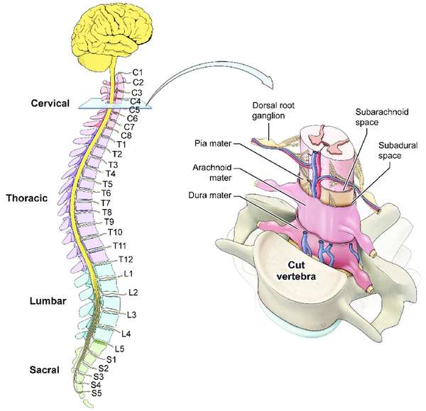 脊髓的内部结构图图片