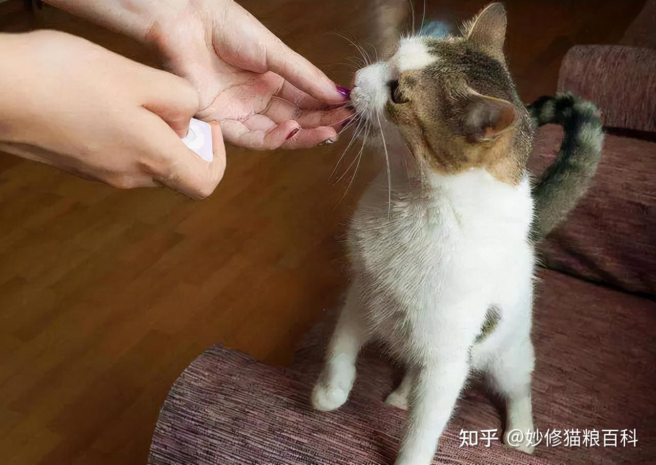 猫舔自己手图片