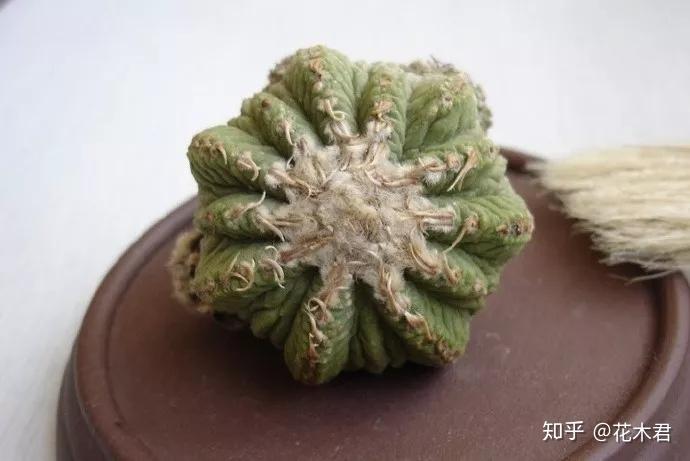 其他种类,通常只能尽量选择小的接穗接在幼嫩的袖浦柱尖端上来提高成