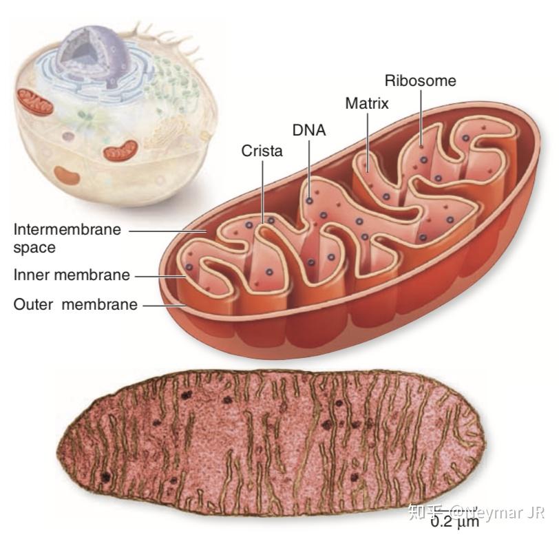 叶绿体和线粒体中含有dna也含有rna吗? - 知乎