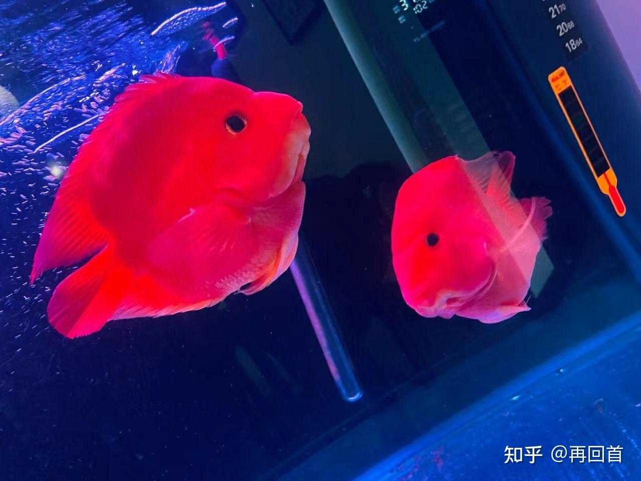 橘斑鹦哥鱼图片欣赏-海友网