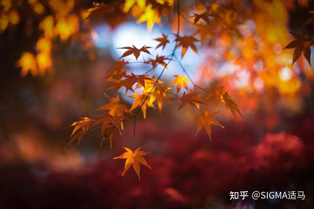 85mm f1 4 dg dn 
