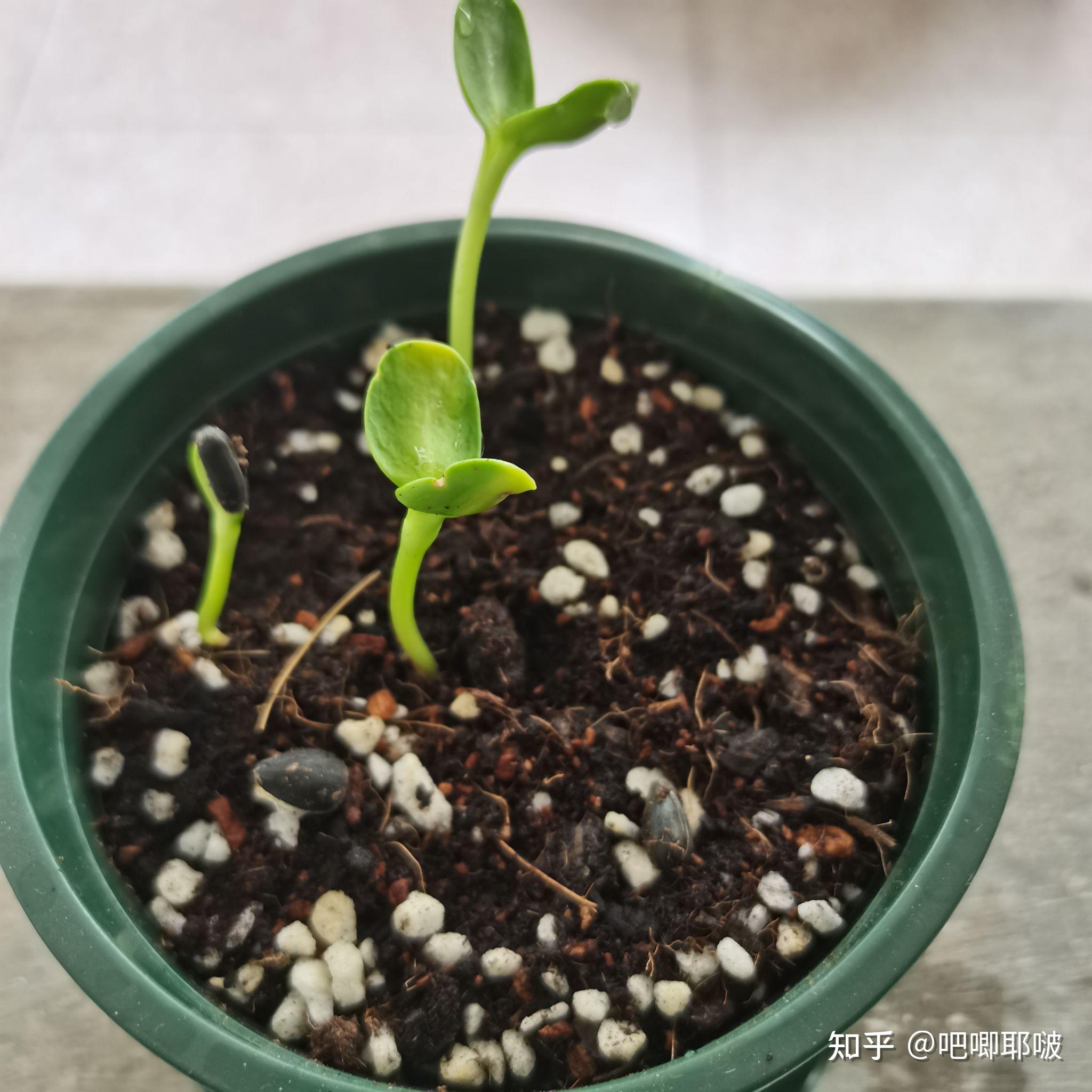 去年猿辅导系统班送的种子怎么种呀? - 知乎