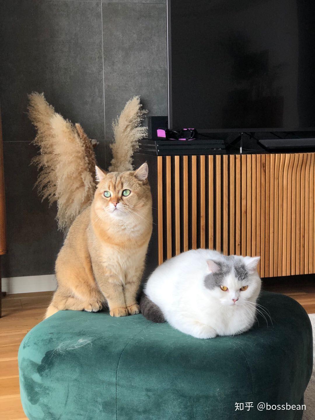 蓝白英短配金渐层会生出什么颜色 ! 会很丑吗? - 知乎