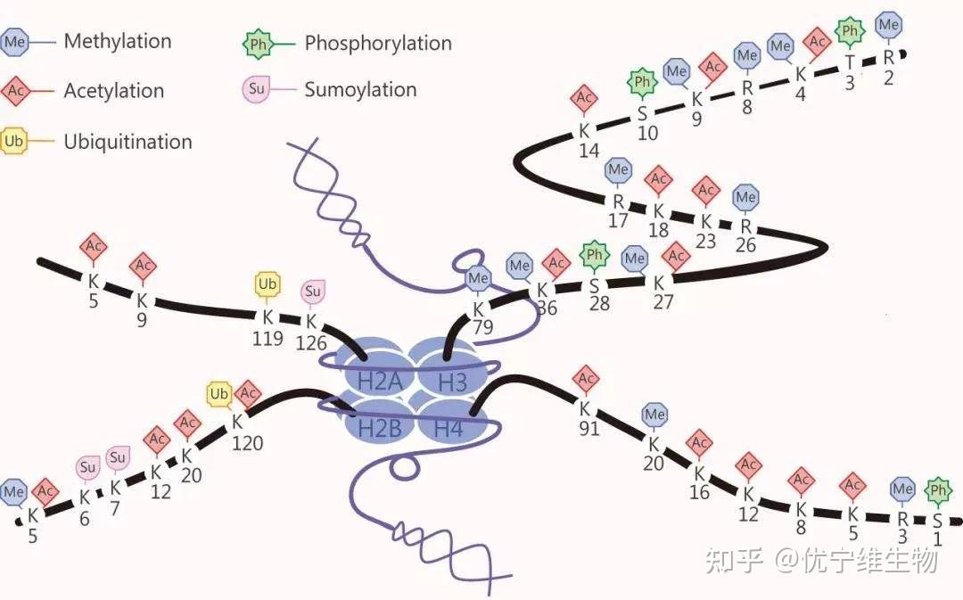 組蛋白的主要修飾類型有:乙酰化,甲基化,磷酸化,泛素化,sumo化和adp