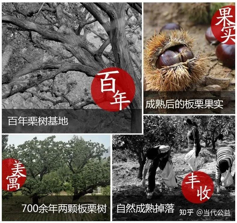 乡农好物 | 品尝百年栗树果实,给宽城农民传递一份爱心 - 知乎