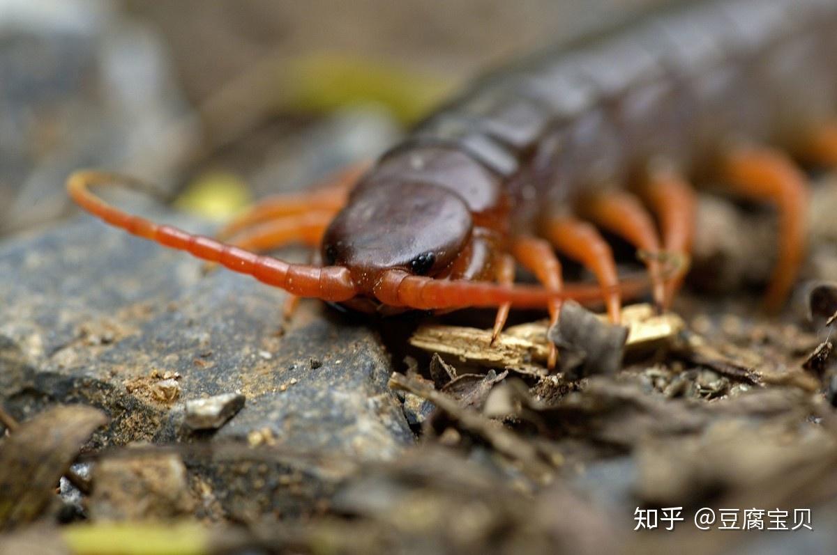 农村创业项目集合:蜈蚣养殖农村有哪些创业项目?农村创业项目集合!