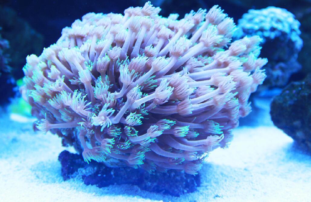 长沙海底世界的珊瑚海美呆