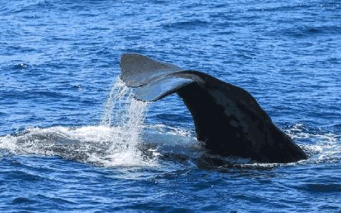 鲸鱼的粪便为什么那么多 v2-e6e0d8ef48ab2241121a4359c35a8cc8_r.jpg